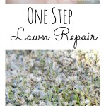 One Step Lawn Repair at theDIYvillage.com